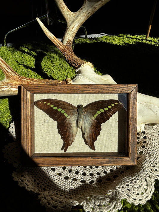 Swallowtail butterfly