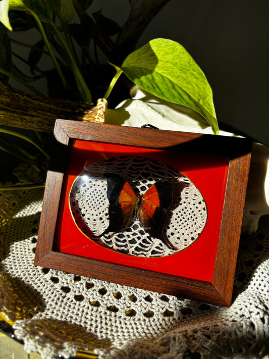 Bubble frame butterfly