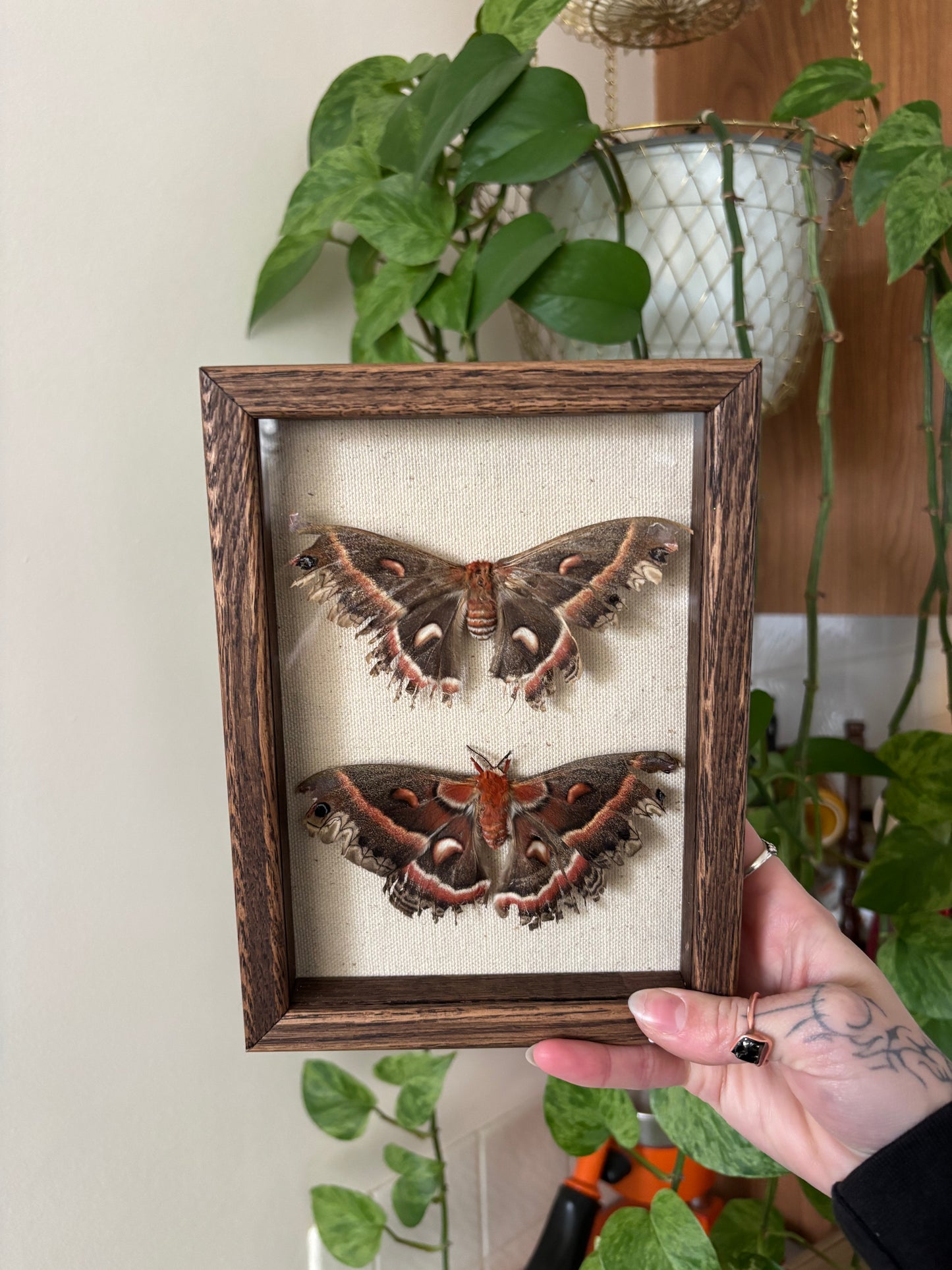 Cecropia moths