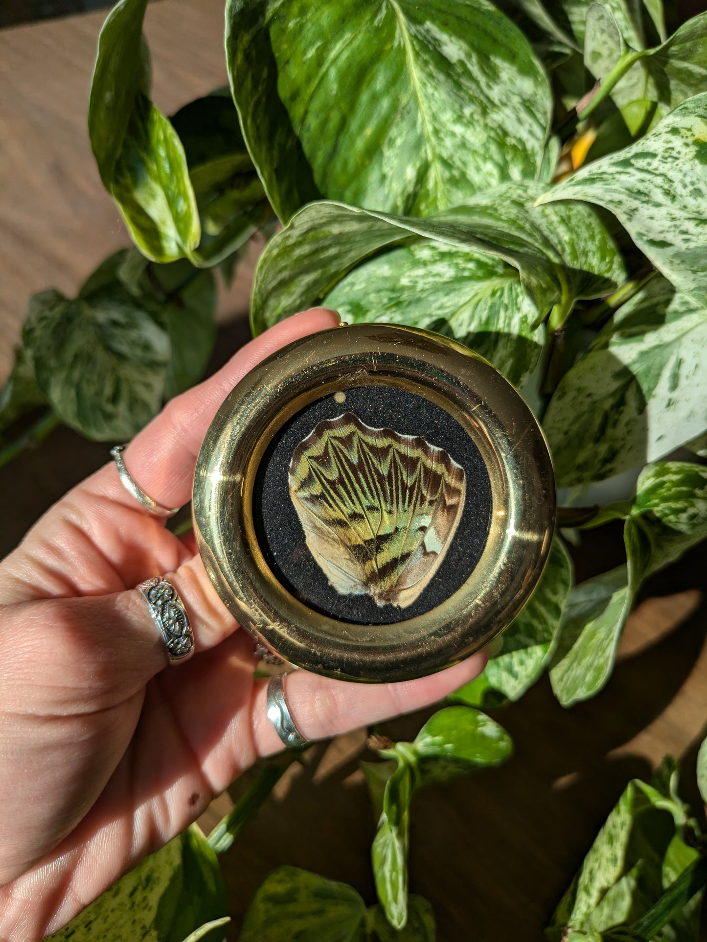 Framed Clipper Butterfly Wing