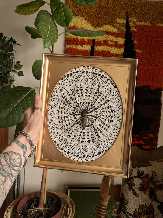 Doily Webbed Orb Weaver