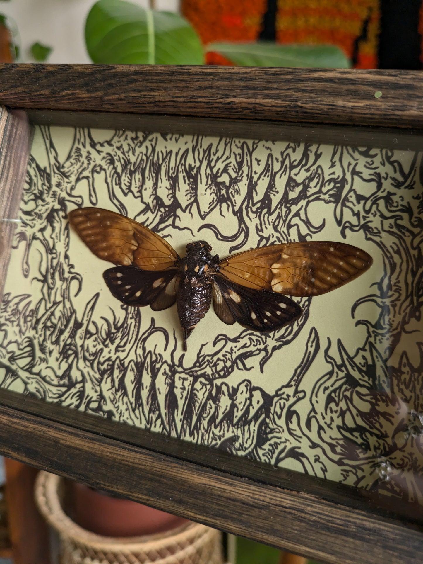 MUSHBUGS X GHOSTSHIP: Cicada