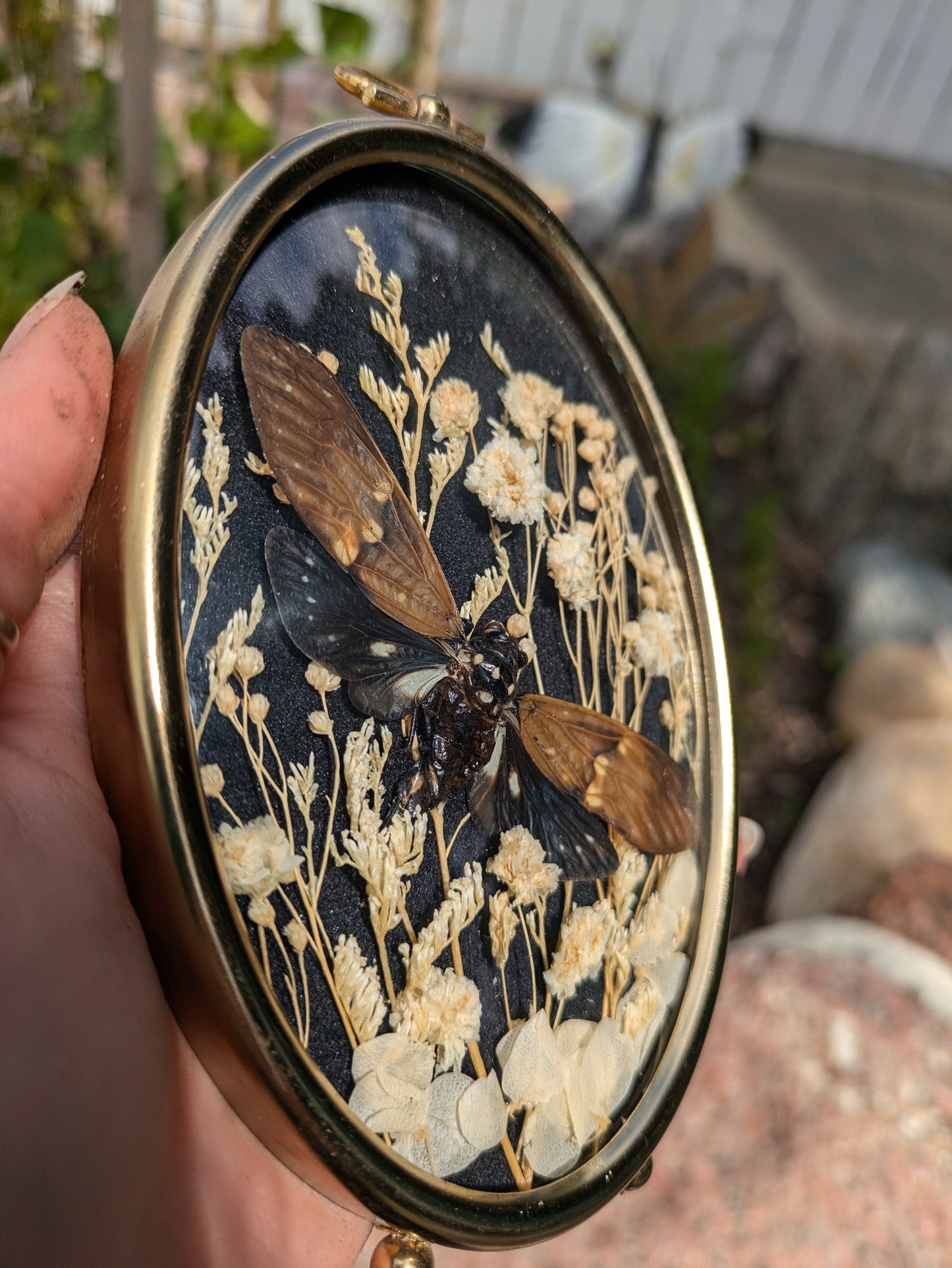 Cicada + Vintage Frame