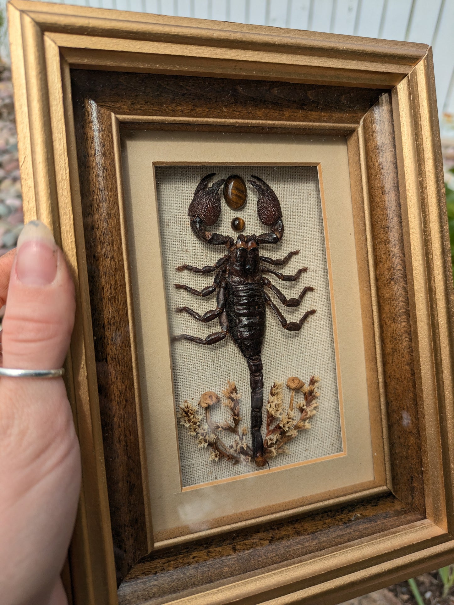Scorpion + Tigers Eye