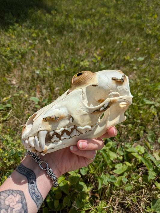 The Maggots Shall Multiply