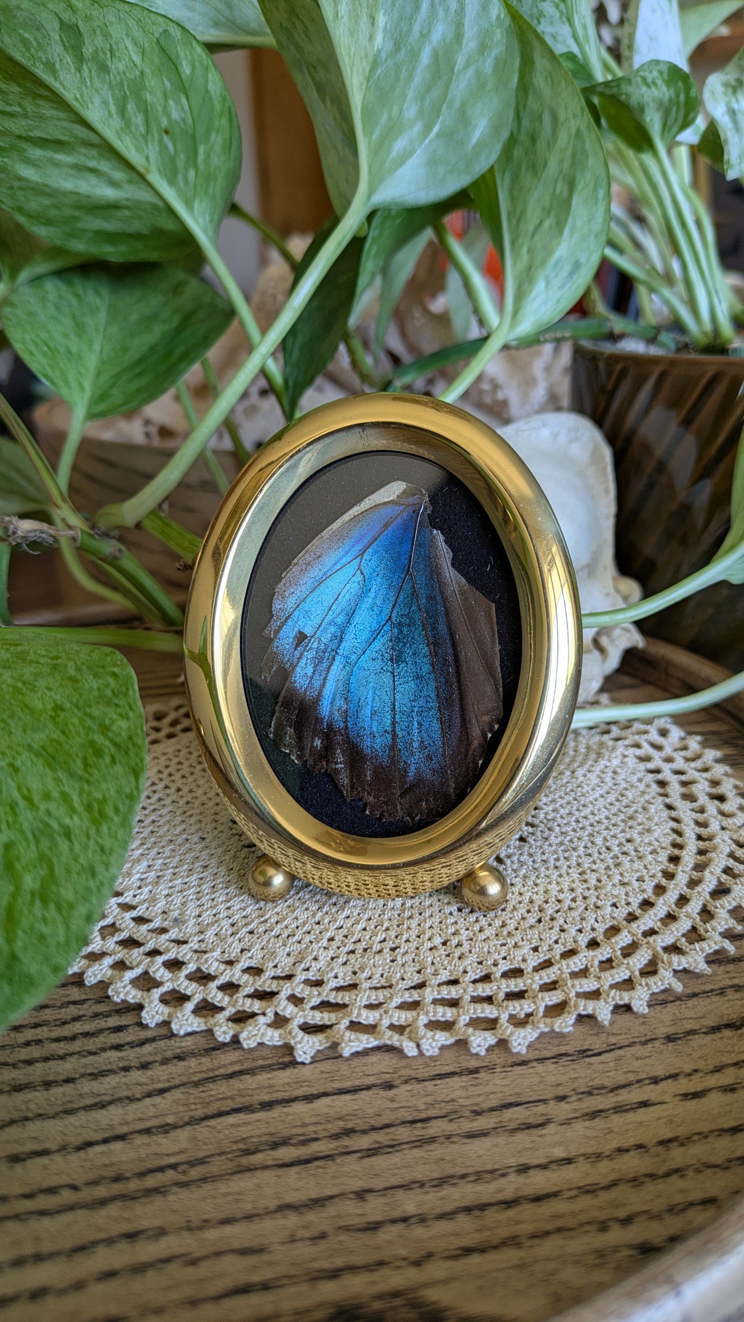 Morpho Wing