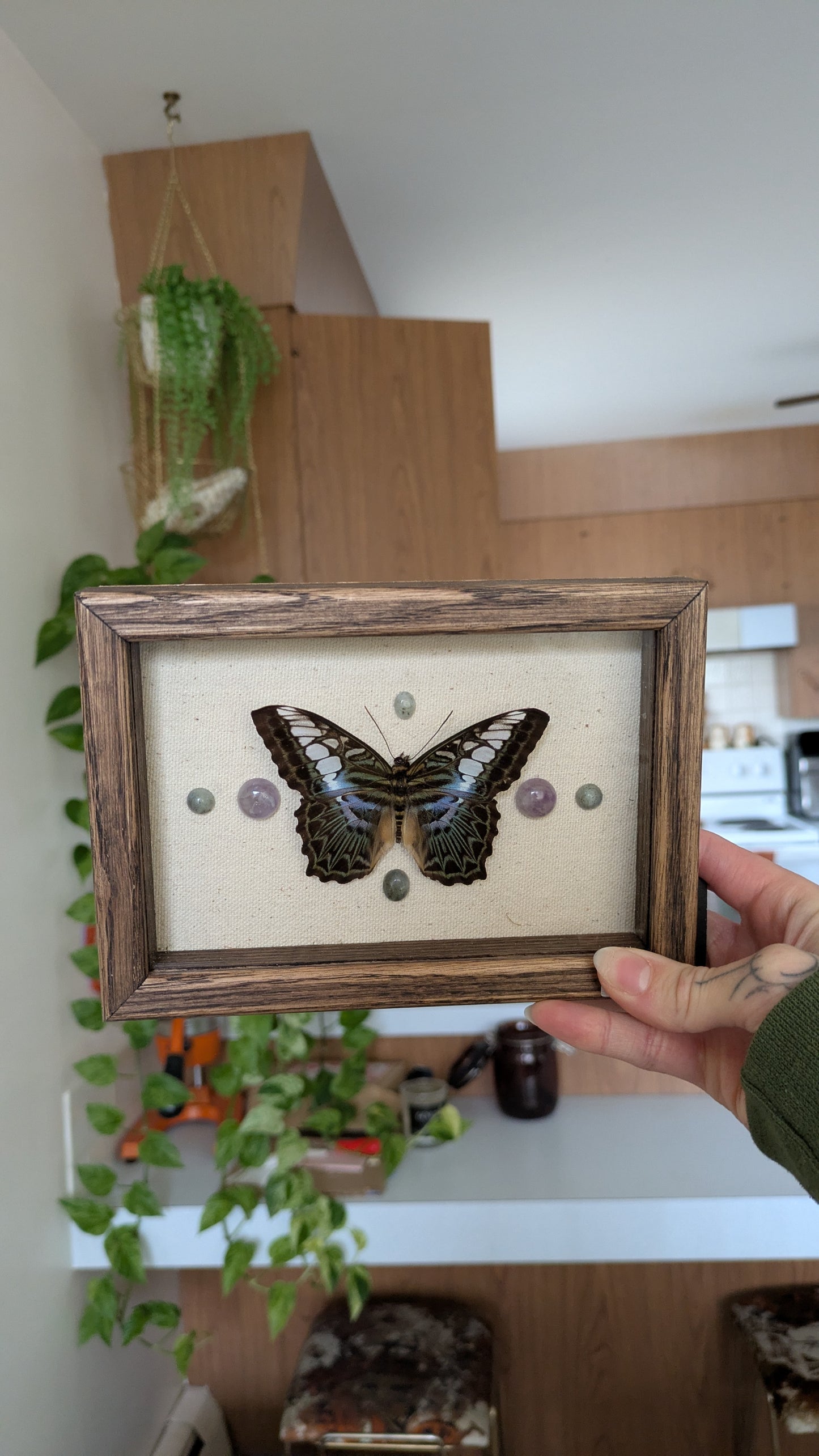 Clipper butterfly