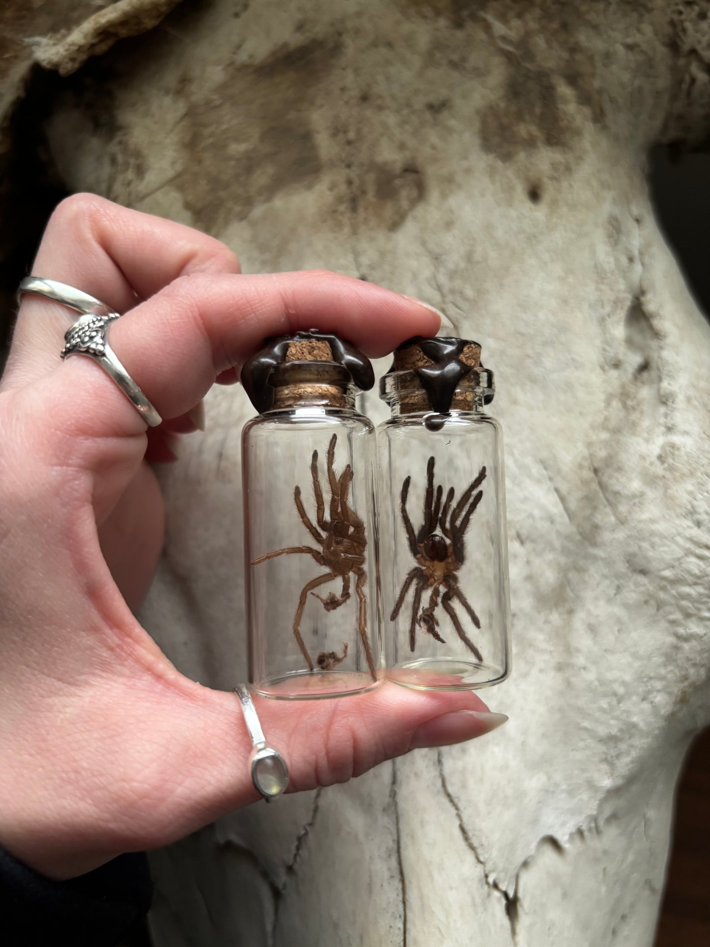 Exoskeleton Curio Jar