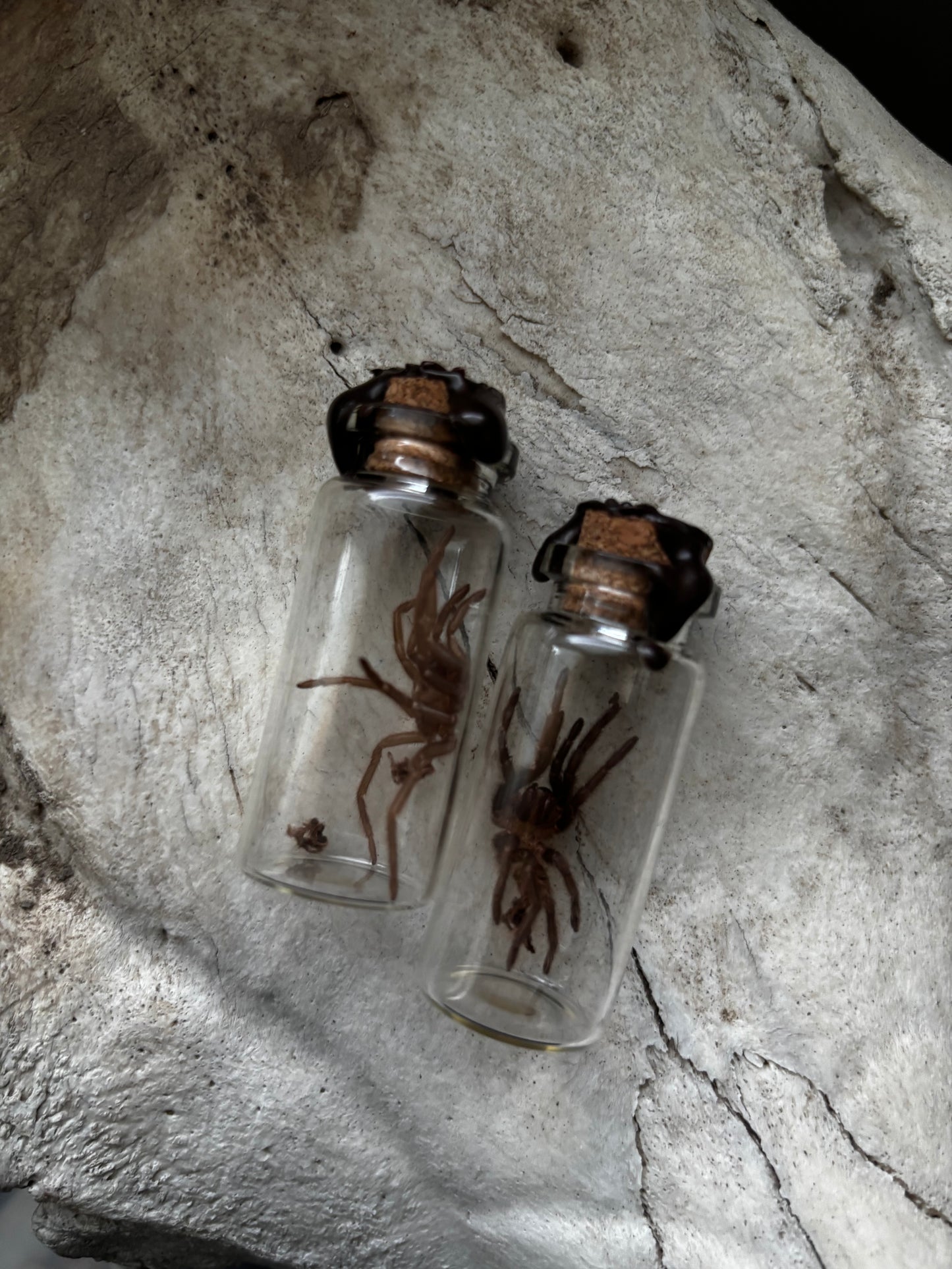 Exoskeleton Curio Jar