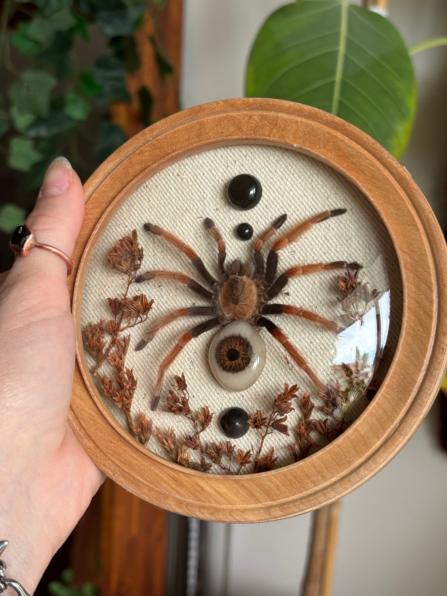 Bubble frame tarantula