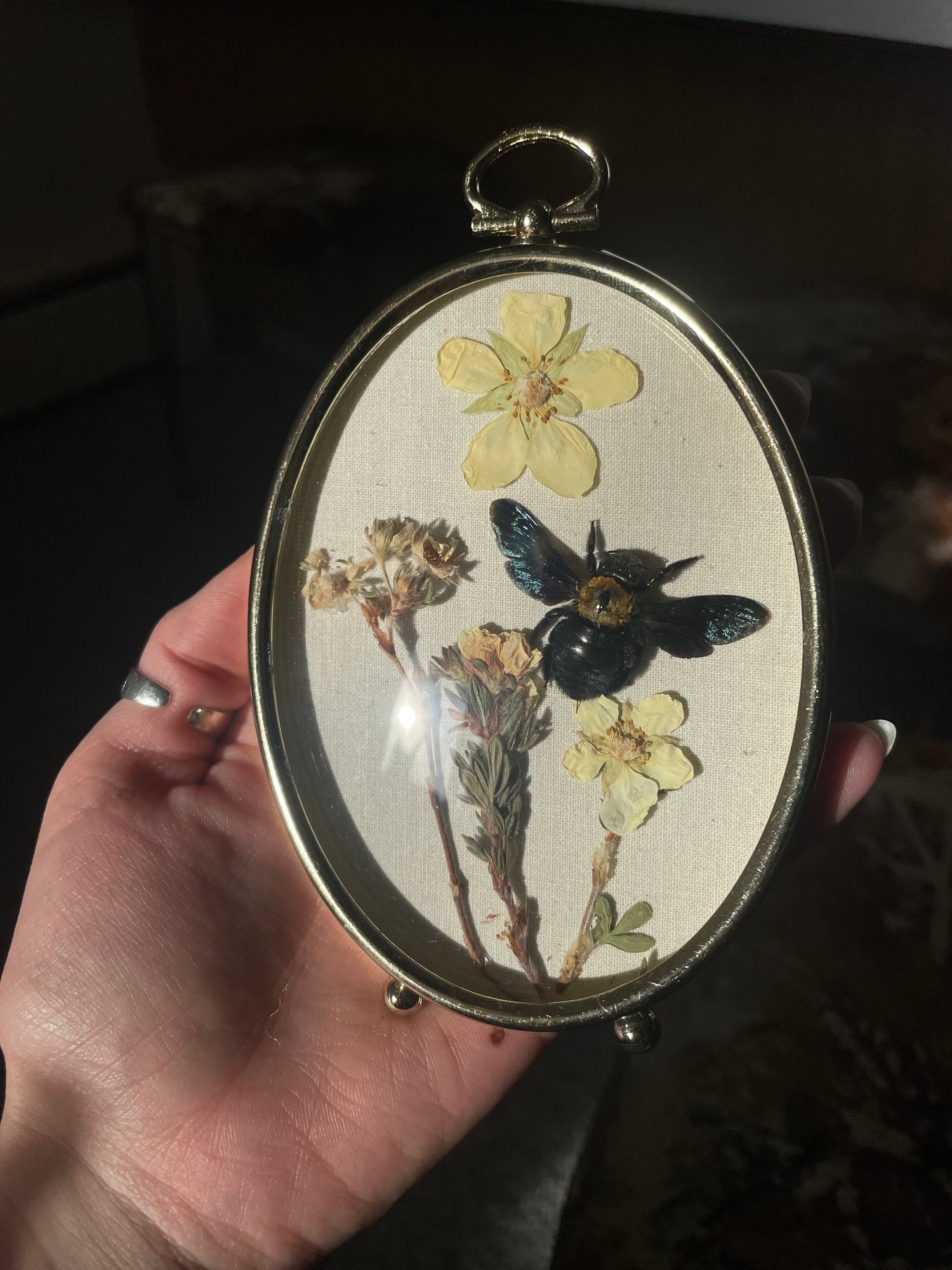 Collections – Mushbugs
