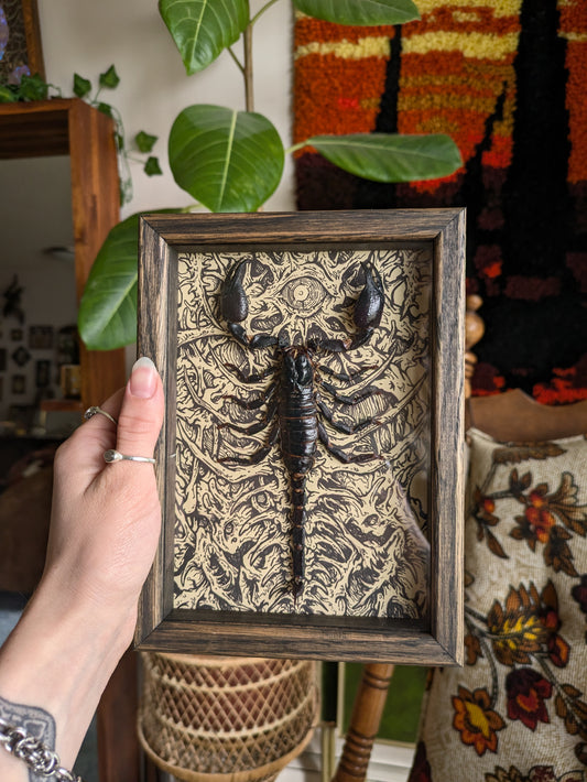 MUSHBUGS X GHOSTSHIP: Scorpion