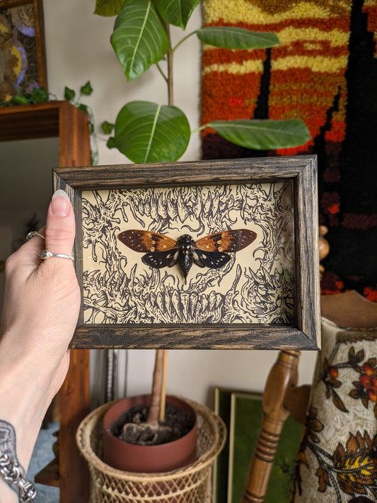 MUSHBUGS X GHOSTSHIP: Cicada