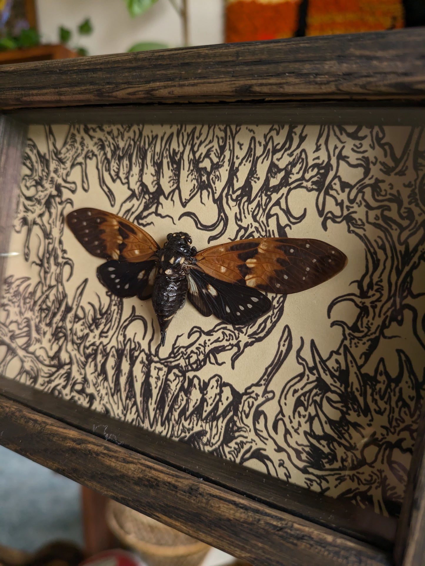 MUSHBUGS X GHOSTSHIP: Cicada