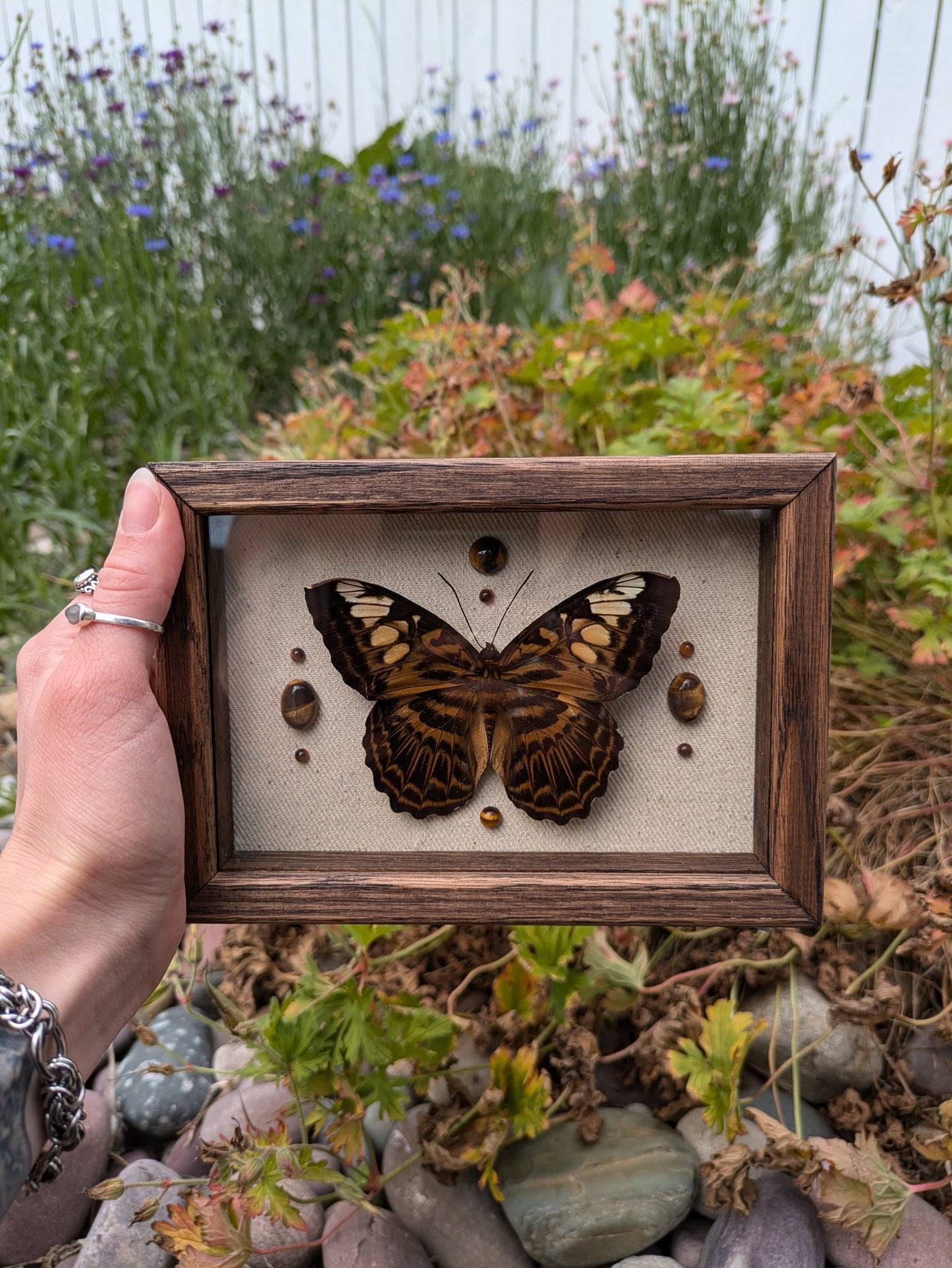 Clipper Butterfly + Tigers eye