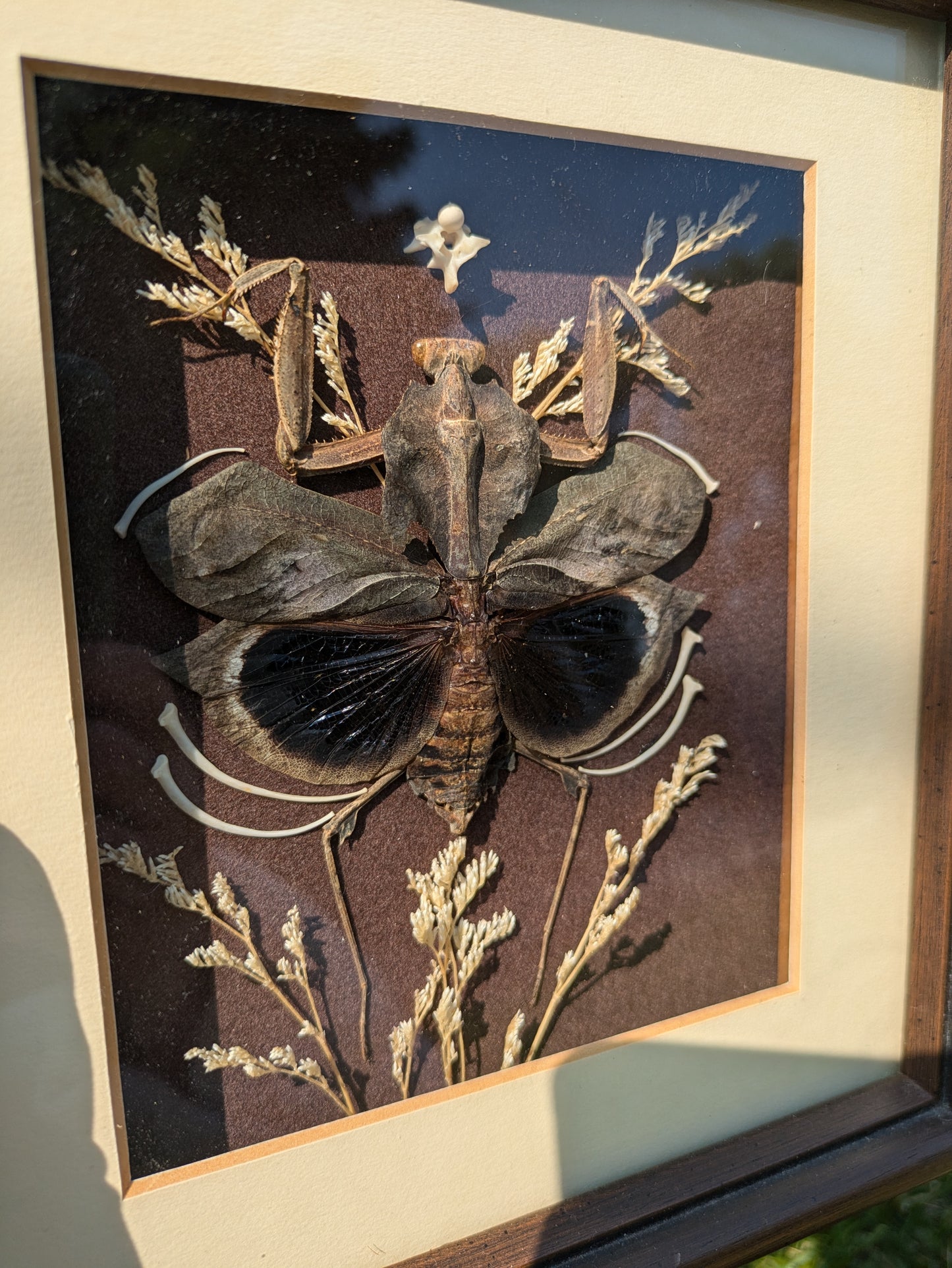 Dead Leaf Mantis