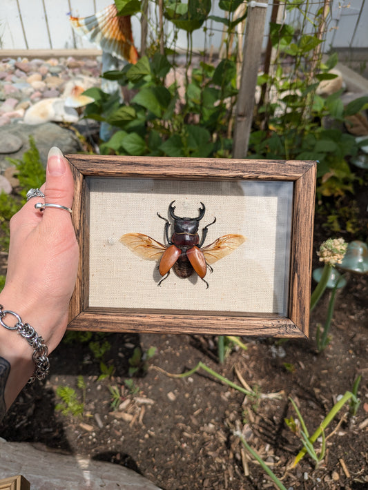 Stag Beetle box