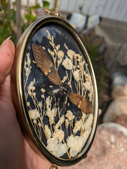 Cicada + Vintage Frame