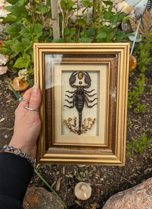 Scorpion + Tigers Eye