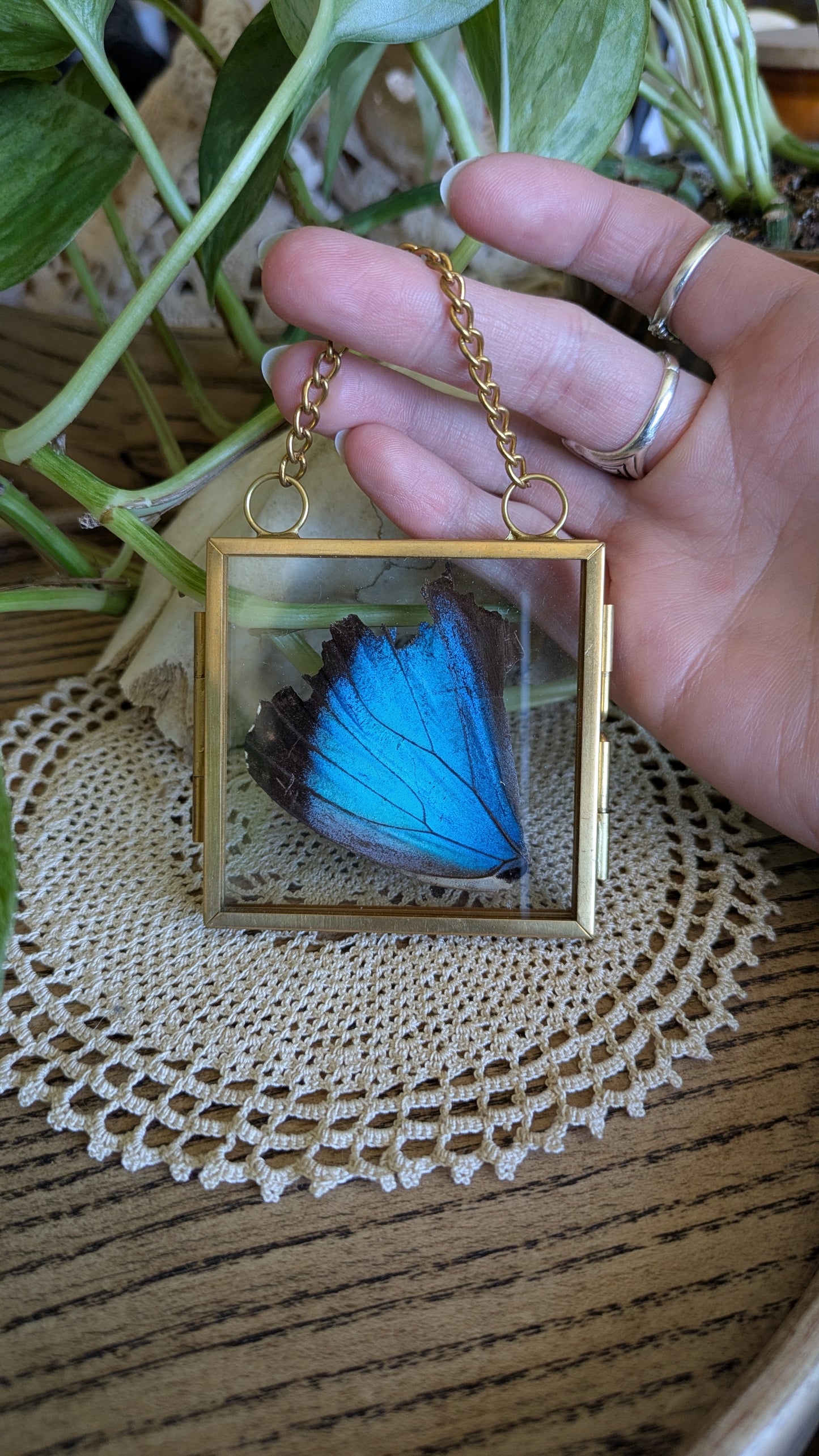 Morpho Wing
