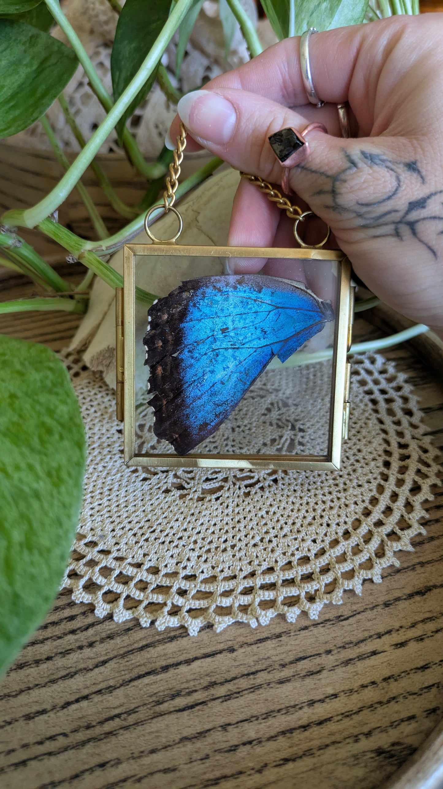 Morpho Wing
