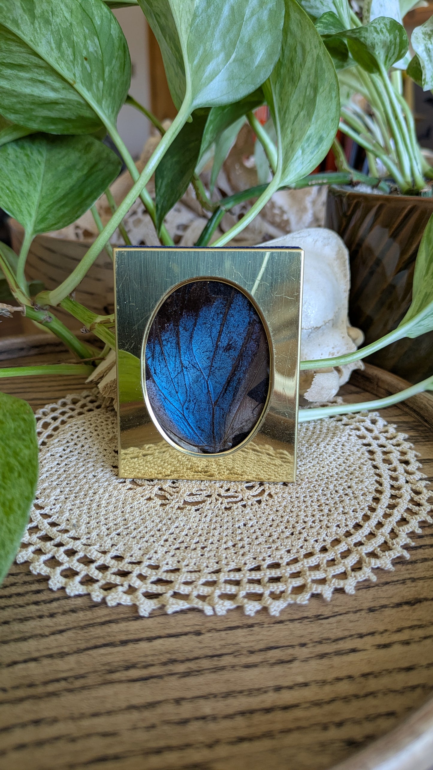 Morpho Wing