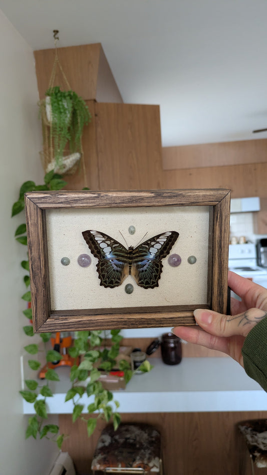 Clipper butterfly